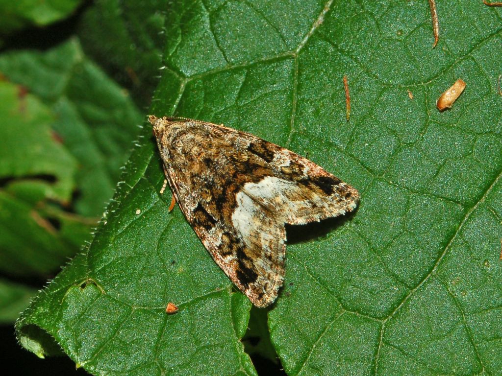 Protodeltote pygarga (Noctuidae)